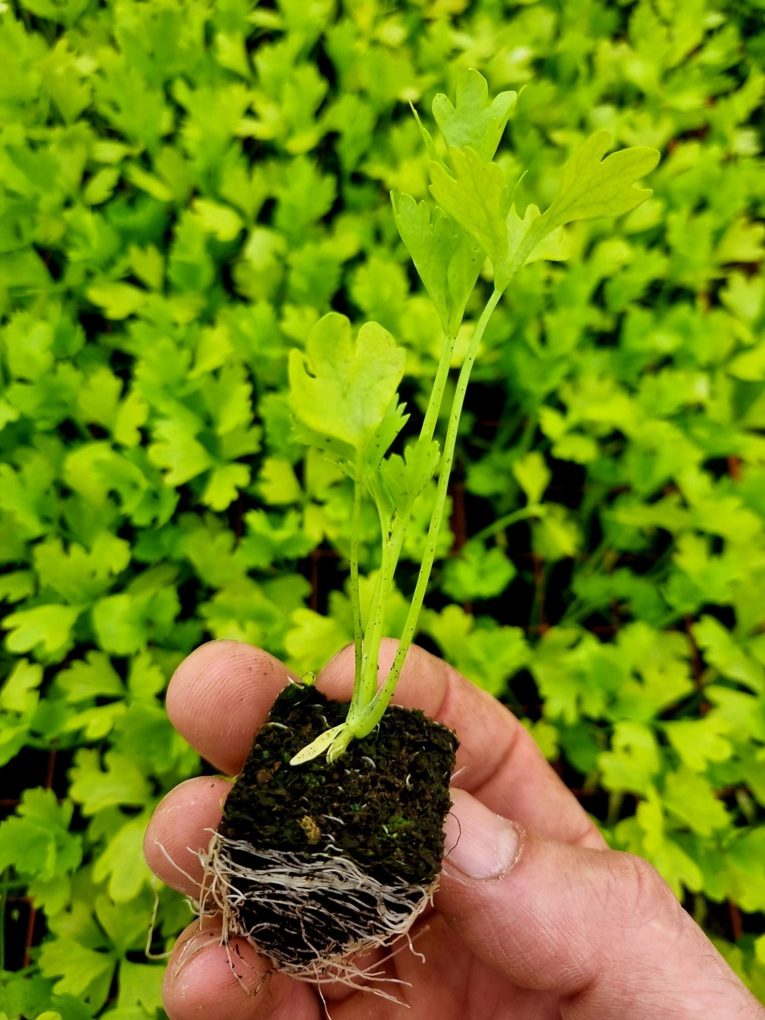 Celery Plug Plants "Grow Your Own" Salad 'Ready to Plant Now' Young Vegetable Plants - Chartley Chucks