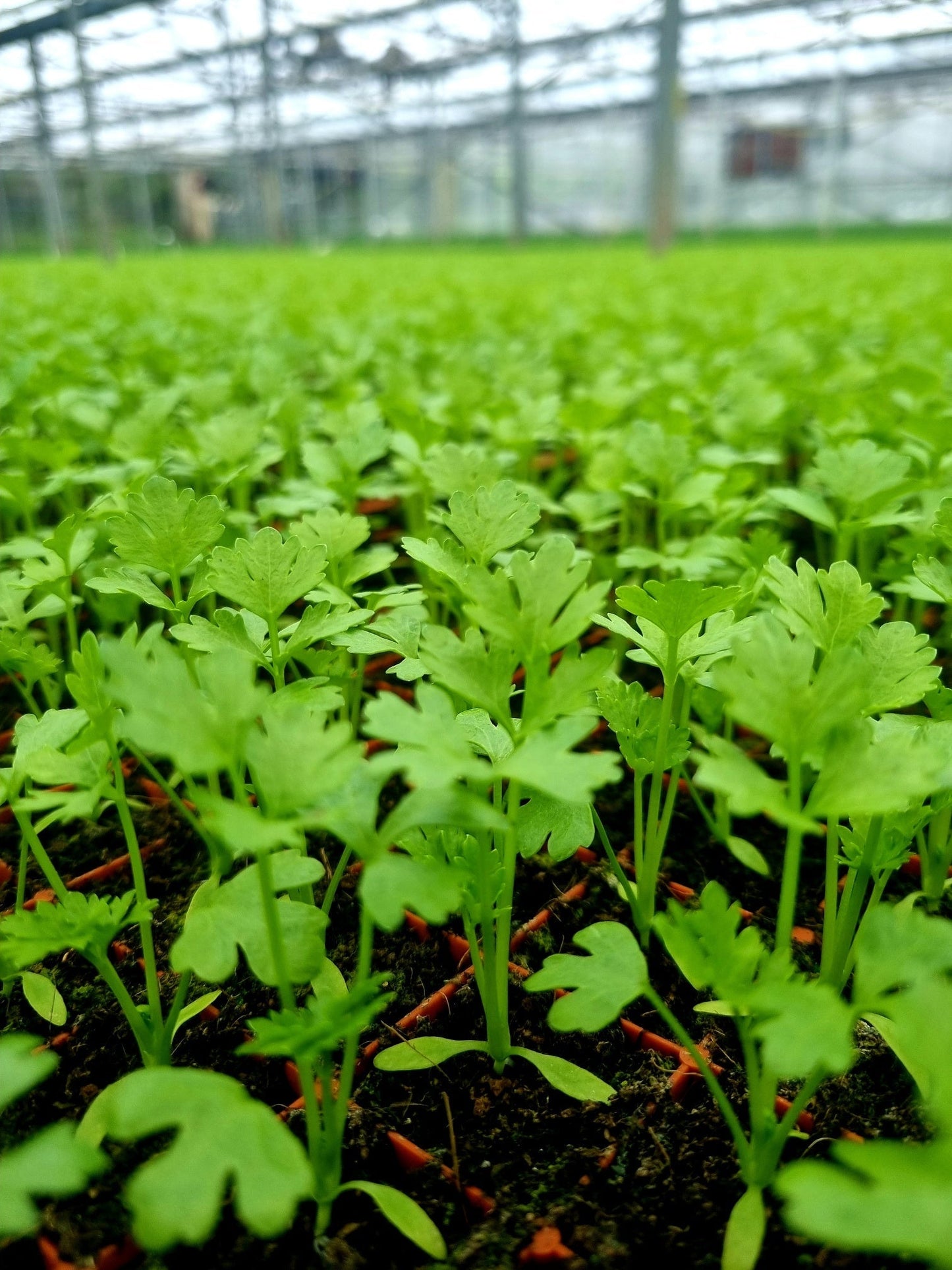Celery Plug Plants "Grow Your Own" Salad 'Ready to Plant Now' Young Vegetable Plants - Chartley Chucks