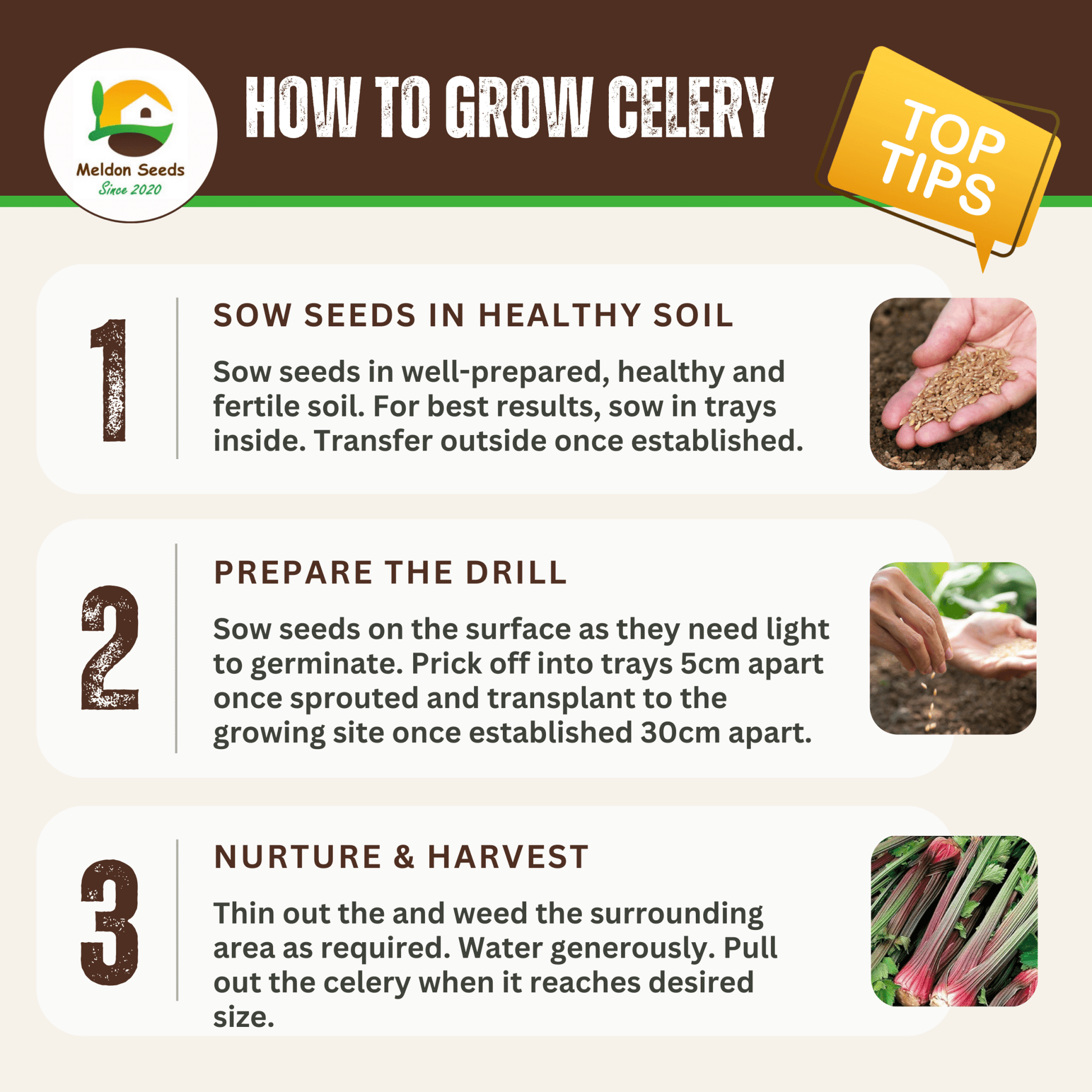 Celery Seeds Red Giant 200 Fresh Celery Seeds for Planting and Growing UK - Chartley Chucks