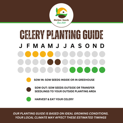 Celery Seeds Red Giant 200 Fresh Celery Seeds for Planting and Growing UK - Chartley Chucks