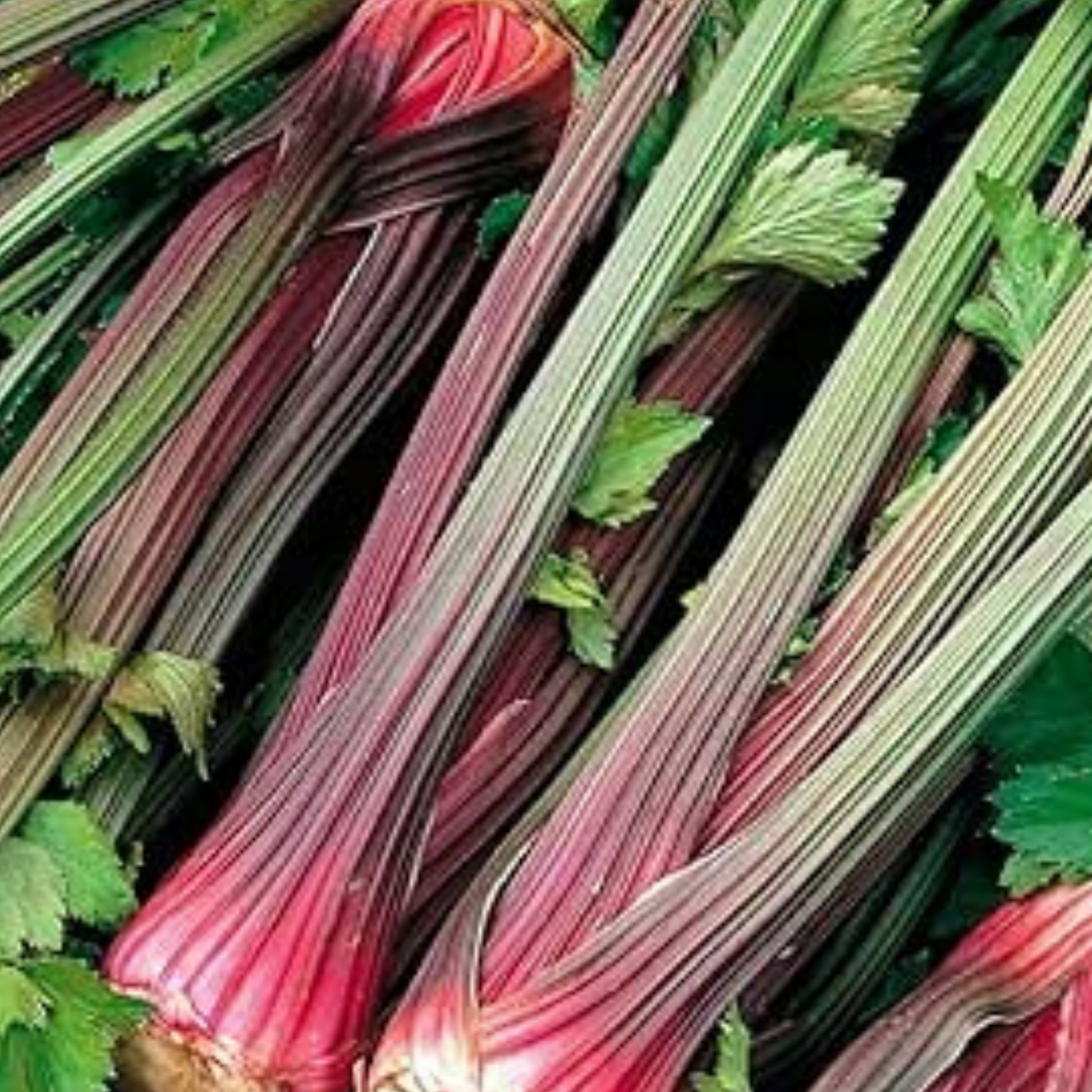 Celery Seeds Red Giant 200 Fresh Celery Seeds for Planting and Growing UK - Chartley Chucks