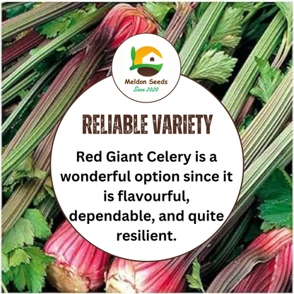 Celery Seeds Red Giant 200 Fresh Celery Seeds for Planting and Growing UK - Chartley Chucks