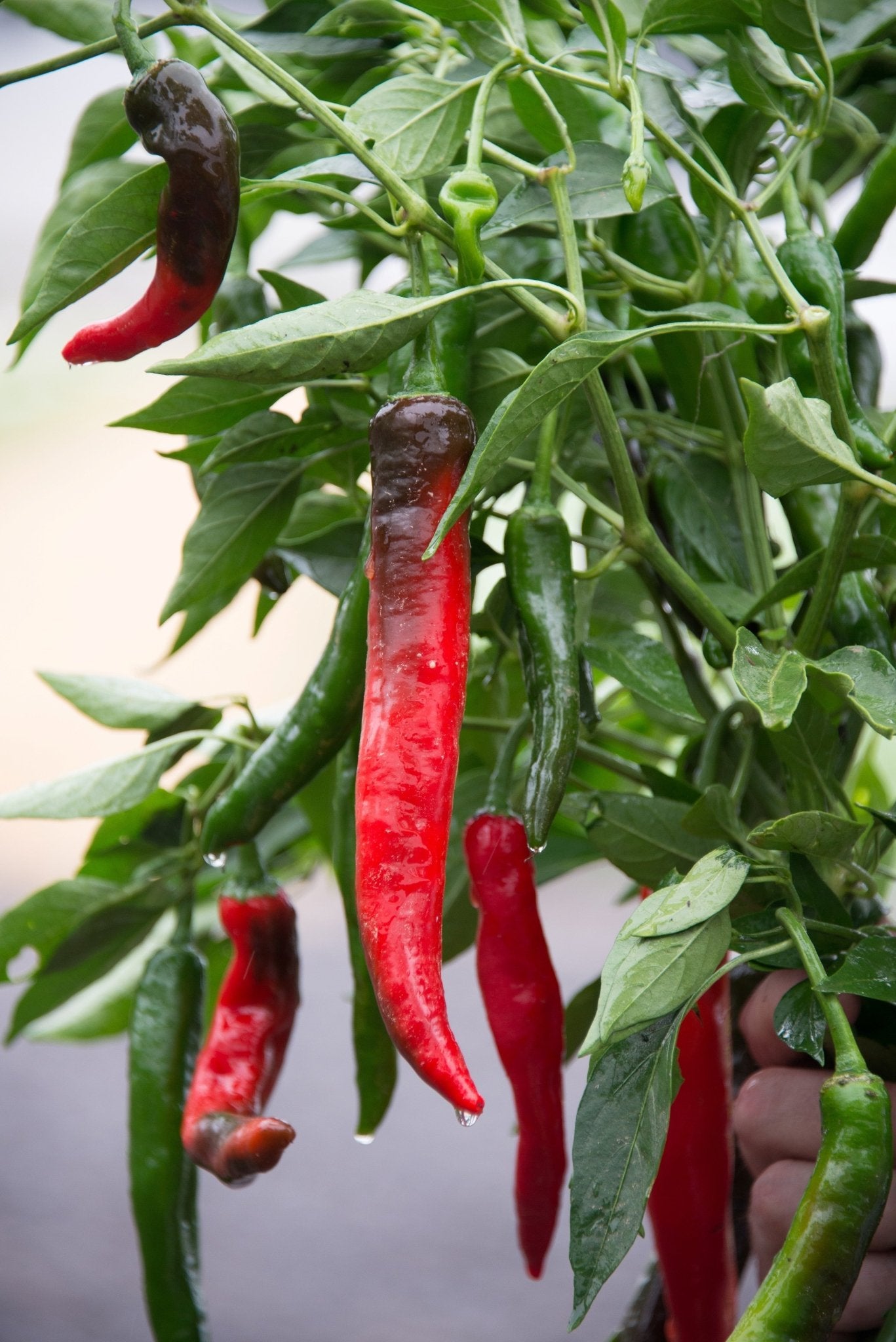 Chilli Pepper Cayenne Plug Plants "Grow Your Own" Fruit **Letterbox Friendly** - Chartley Chucks