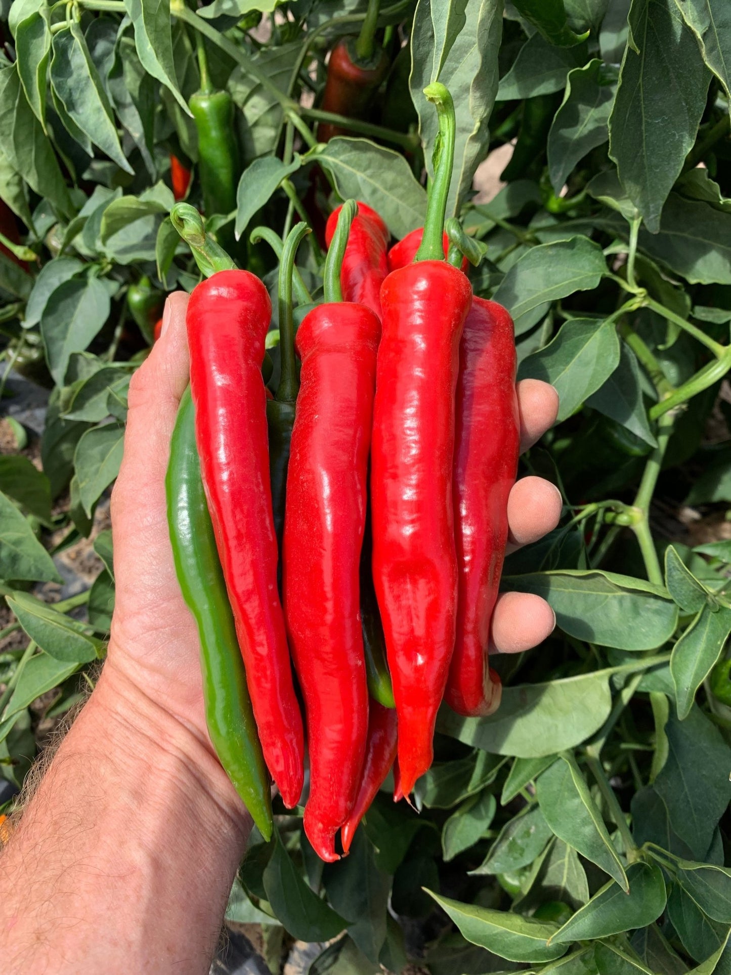 Chilli Pepper Cayenne Plug Plants "Grow Your Own" Fruit **Letterbox Friendly** - Chartley Chucks