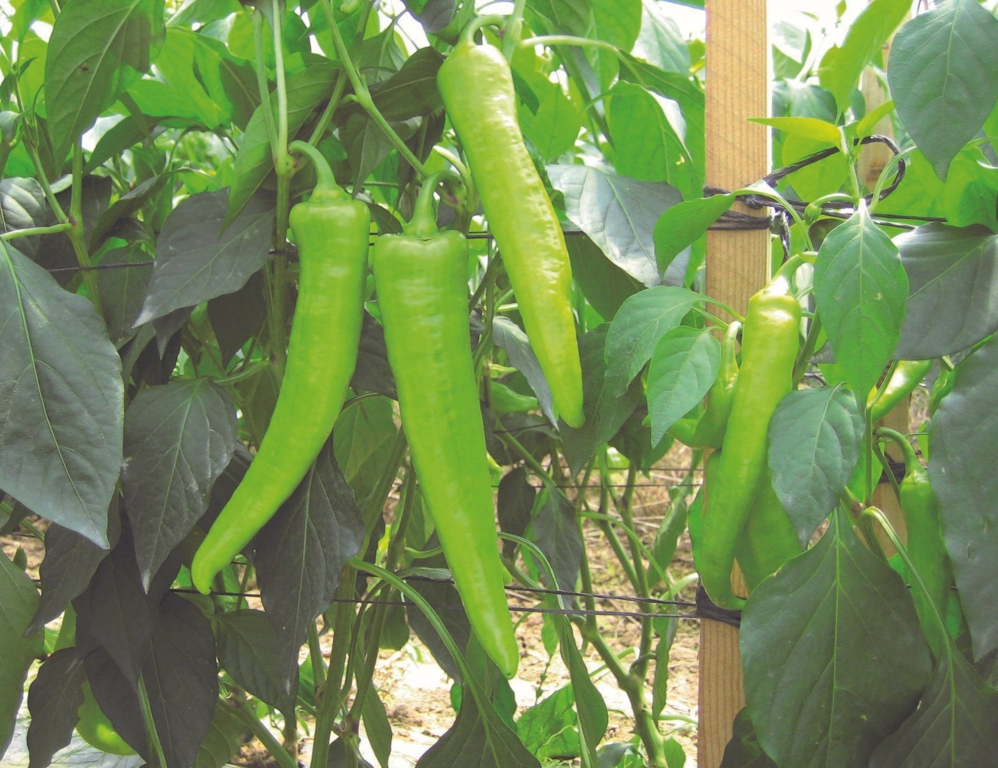 Chilli Pepper Hot Banana Plug Plants "Grow Your Own" Fruit **Letterbox Friendly** - Chartley Chucks