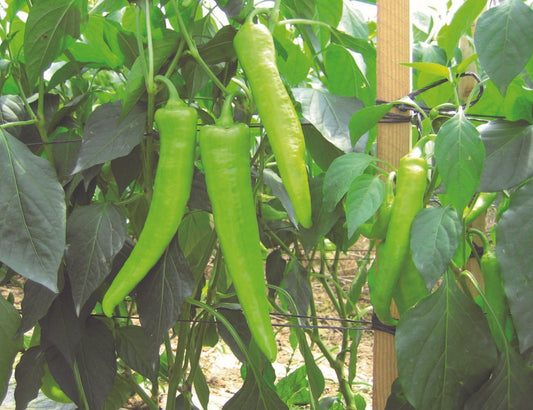 Chilli Pepper Hot Banana Plug Plants "Grow Your Own" Fruit **Letterbox Friendly** - Chartley Chucks