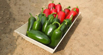 Chilli Pepper Jalapeno Plug Plants "Grow Your Own" Fruit **Letterbox Friendly** - Chartley Chucks