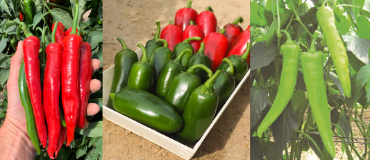 Chilli Pepper Plug Plants MIXED PACK "Grow Your Own" Fruit 'Ready to Plant Now' Young Vegetable Plants **Letterbox Friendly** - Chartley Chucks