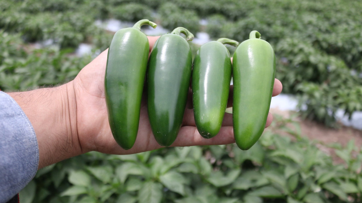 Chilli Pepper Plug Plants MIXED PACK "Grow Your Own" Fruit 'Ready to Plant Now' Young Vegetable Plants **Letterbox Friendly** - Chartley Chucks