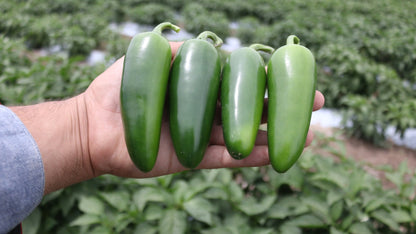 Chilli Pepper Plug Plants MIXED PACK "Grow Your Own" Fruit 'Ready to Plant Now' Young Vegetable Plants **Letterbox Friendly** - Chartley Chucks