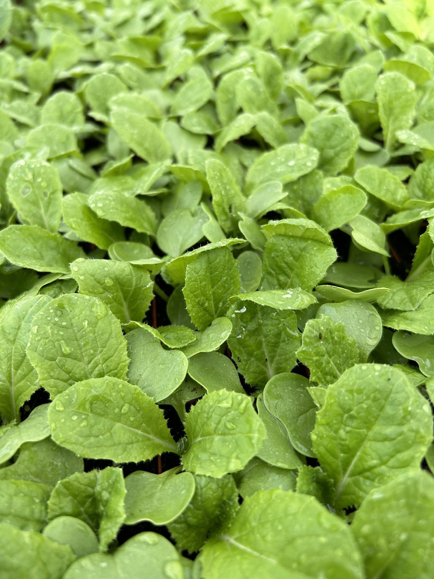 Chinese Cabbage Plug Plants "Grow Your Own" Vegetables 'Ready to Plant Now' Young Vegetable Plants **Letterbox Friendly** - Chartley Chucks