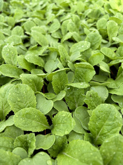Chinese Cabbage Plug Plants "Grow Your Own" Vegetables 'Ready to Plant Now' Young Vegetable Plants **Letterbox Friendly** - Chartley Chucks