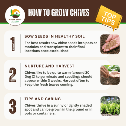 Chives 300 Seeds - Chartley Chucks