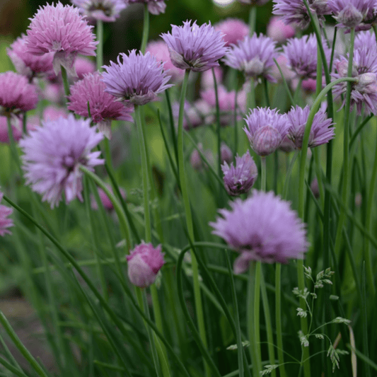Chives 300 Seeds - Chartley Chucks