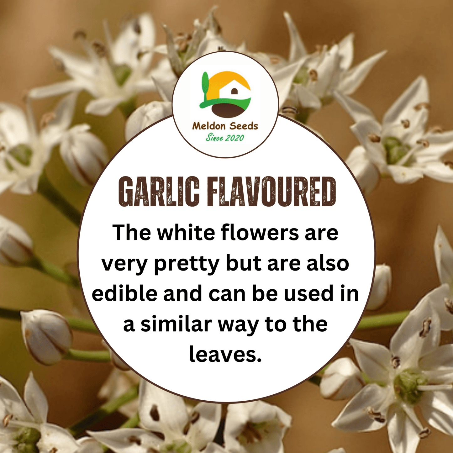 Chives Garlic 100 Seeds - Chartley Chucks