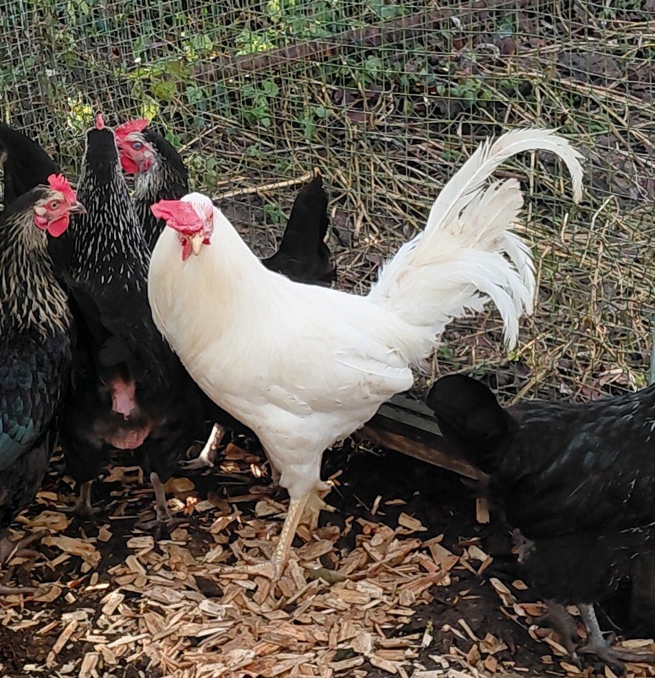 Cockerels - Chartley Chucks