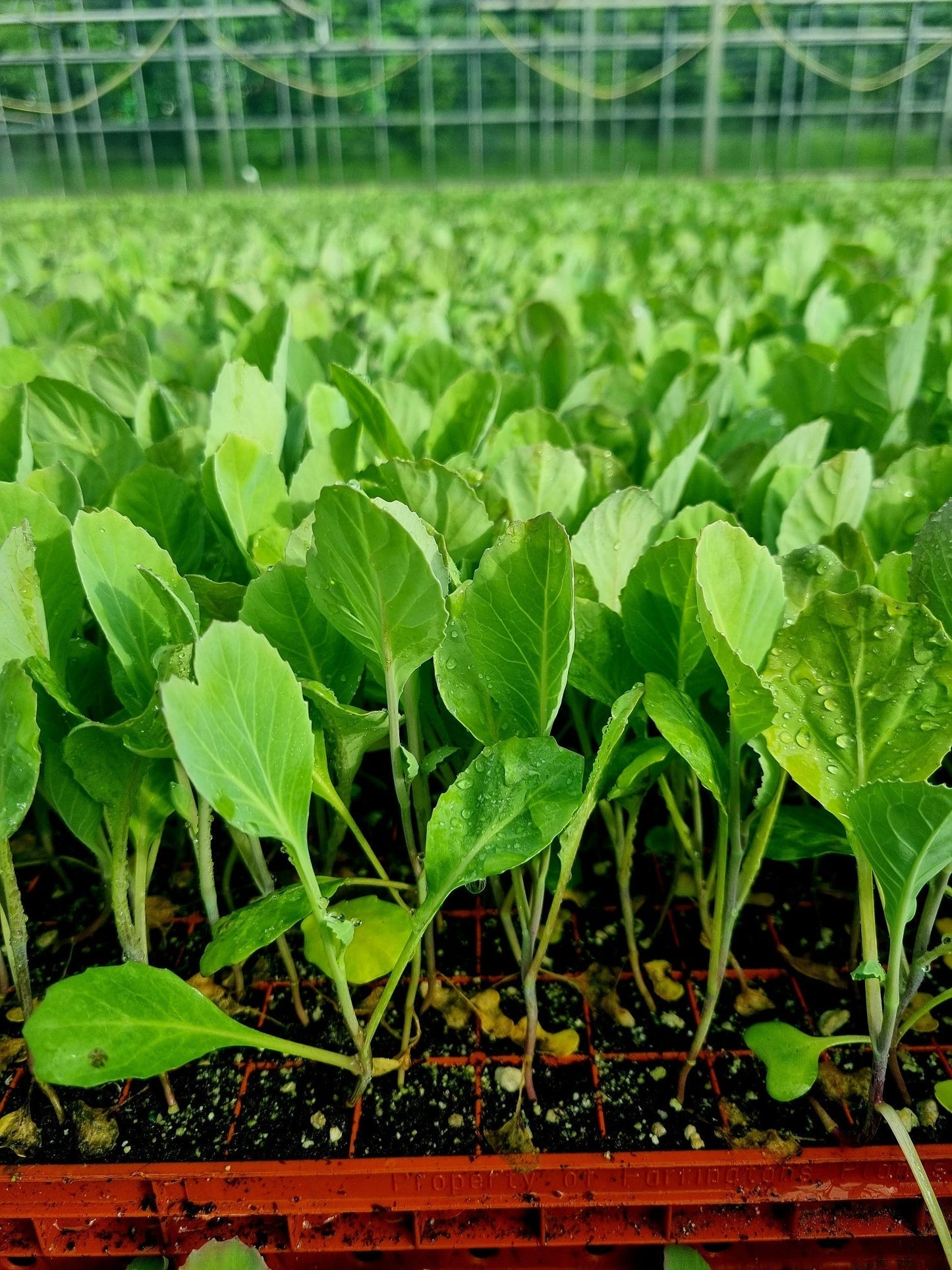 Collard Greens Cabbage Plug Plants - "Grow Your Own" Vegetables **Letterbox Friendly** - Chartley Chucks