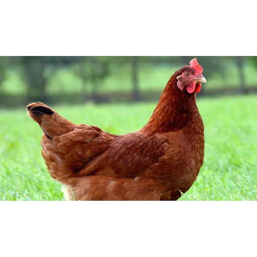 Columbian Blacktail Chickens - Chartley Chucks