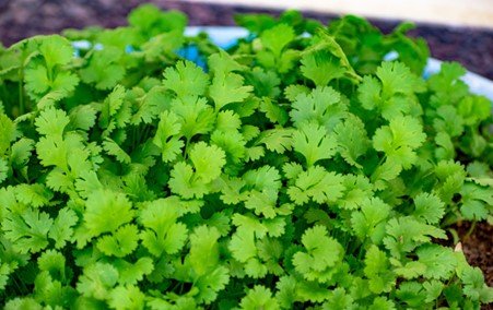 Coriander Plug Plants "Grow your Own" Herbs **LETTERBOX FRIENDLY** - Chartley Chucks
