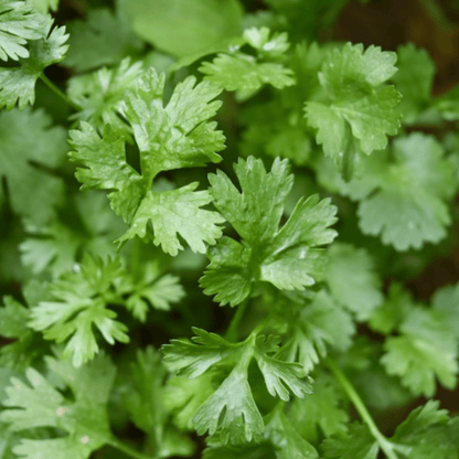 Coriander/Cilantro 250 Seeds - Chartley Chucks