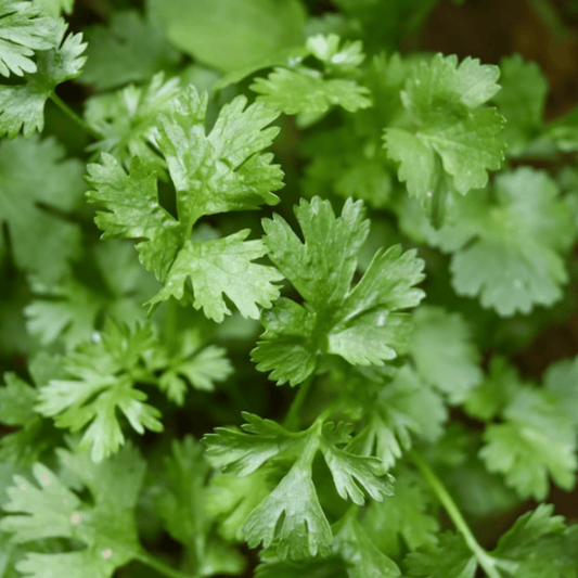 Coriander/Cilantro 250 Seeds - Chartley Chucks