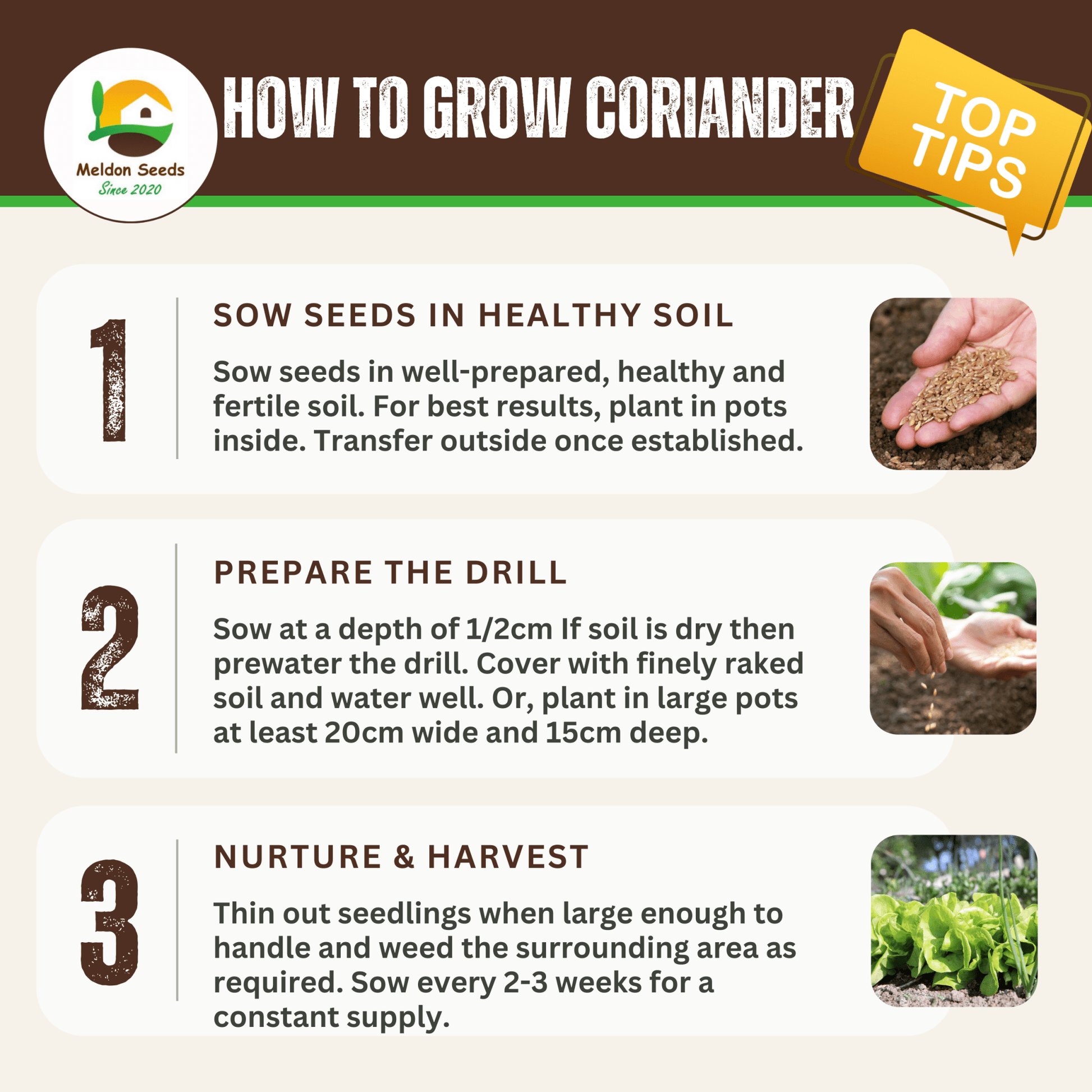 Coriander/Cilantro 250 Seeds - Chartley Chucks