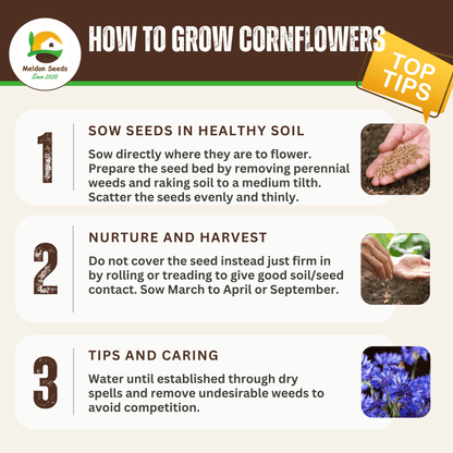 Corn Flower Collection. 3 Native Corn Flower Varieties - Chartley Chucks