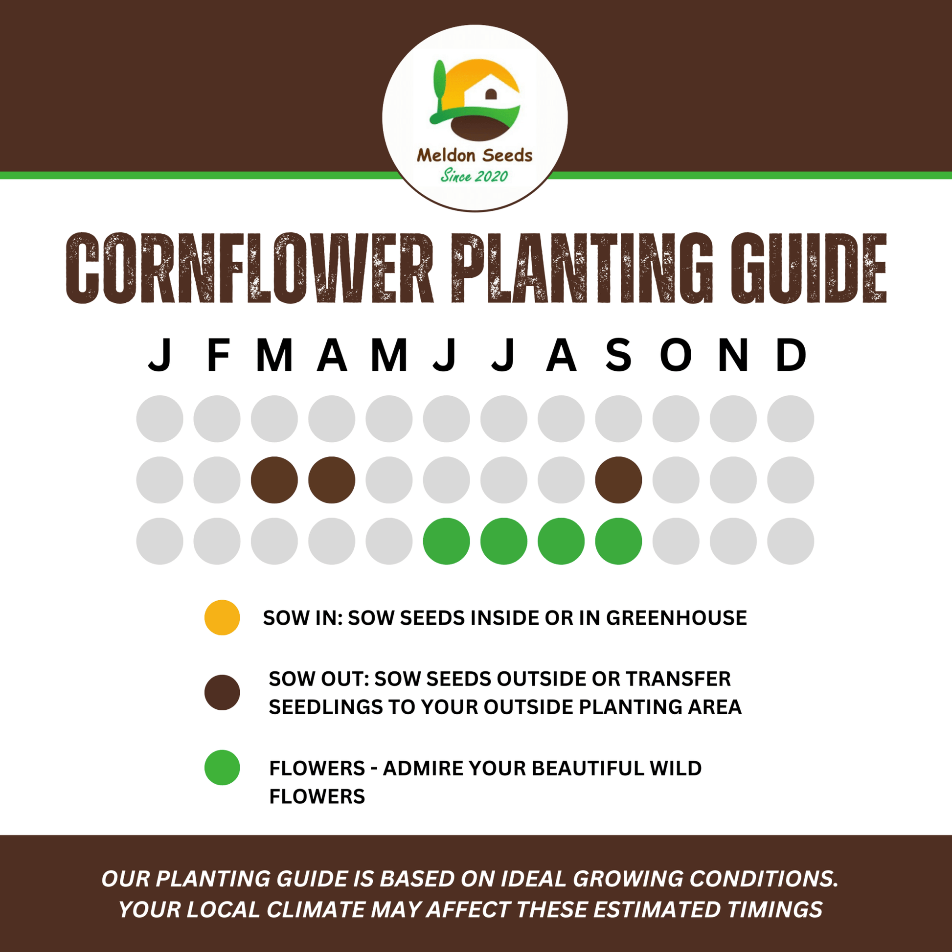 Corn Flower Collection. 3 Native Corn Flower Varieties - Chartley Chucks