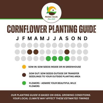 Corn Flower Collection. 3 Native Corn Flower Varieties - Chartley Chucks