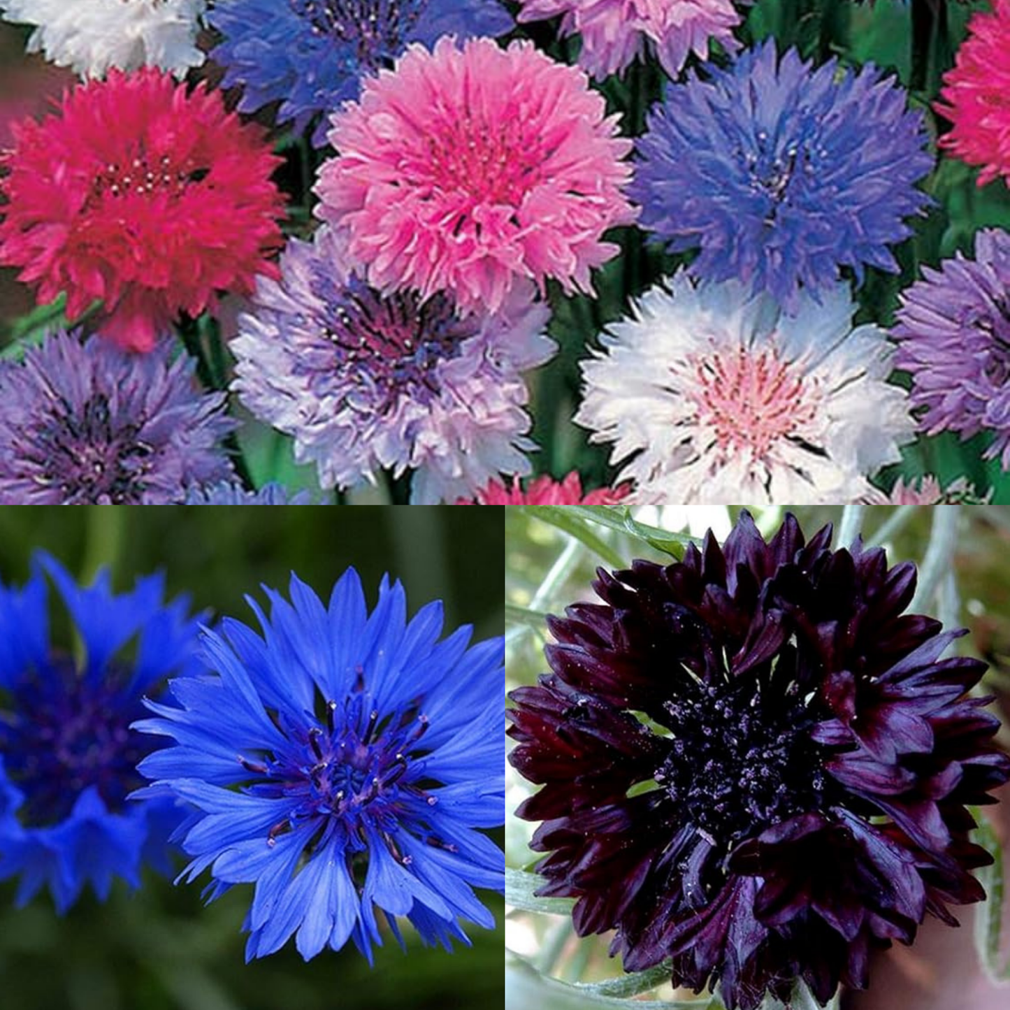 Corn Flower Collection. 3 Native Corn Flower Varieties - Chartley Chucks