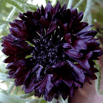 Corn Flower Collection. 3 Native Corn Flower Varieties - Chartley Chucks