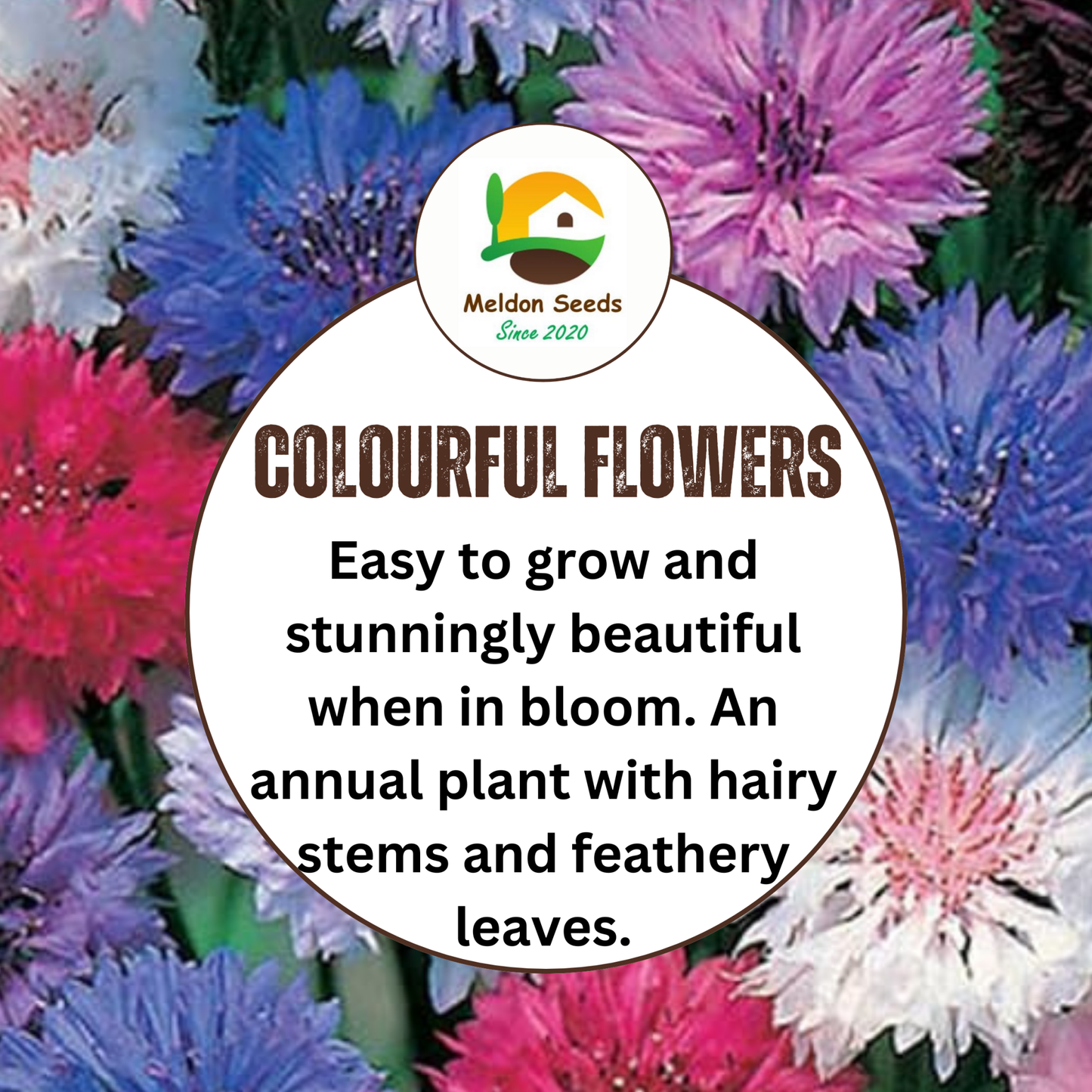 Cornflower Polka Dot Mix Seeds - 200 Native UK Wild Flower Seeds for Attracting Birds, Bees, Wildlife, Pollinators, Suitable for Growing Outdoors in Meadows, Fields and Gardens by Meldon Seeds - Chartley Chucks