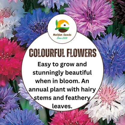 Cornflower Polka Dot Mix Seeds - 200 Native UK Wild Flower Seeds for Attracting Birds, Bees, Wildlife, Pollinators, Suitable for Growing Outdoors in Meadows, Fields and Gardens by Meldon Seeds - Chartley Chucks