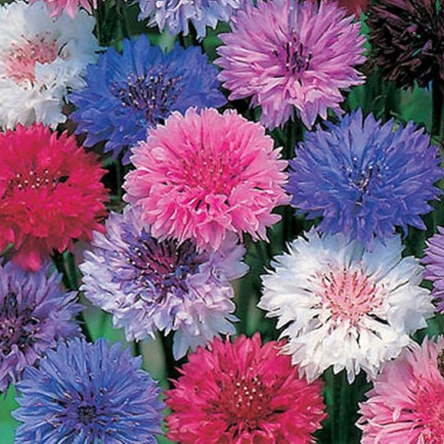Cornflower Polka Dot Mix Seeds - 200 Native UK Wild Flower Seeds for Attracting Birds, Bees, Wildlife, Pollinators, Suitable for Growing Outdoors in Meadows, Fields and Gardens by Meldon Seeds - Chartley Chucks