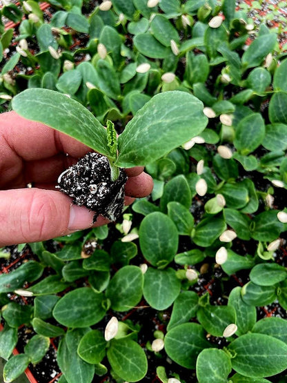 Courgette Plug Plants "Grow Your Own" Fruit 'Ready to Plant Now' Young Vegetable Plants **Letterbox Friendly** - Chartley Chucks