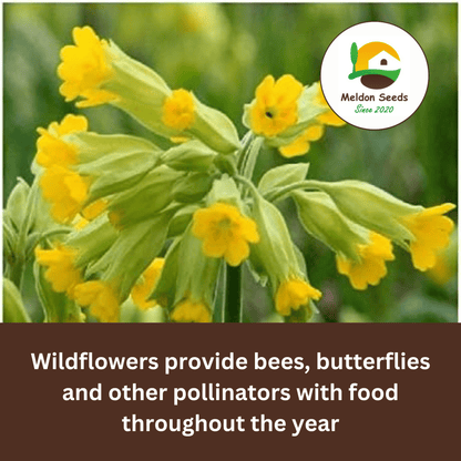 Cowslip Seeds - 100 Native UK Wild Flower Seeds for Attracting Birds, Bees, Wildlife, Pollinators, Suitable for Planting and Growing Outdoors in Meadows, Fields, Gardens and Borders by Meldon Seeds - Chartley Chucks
