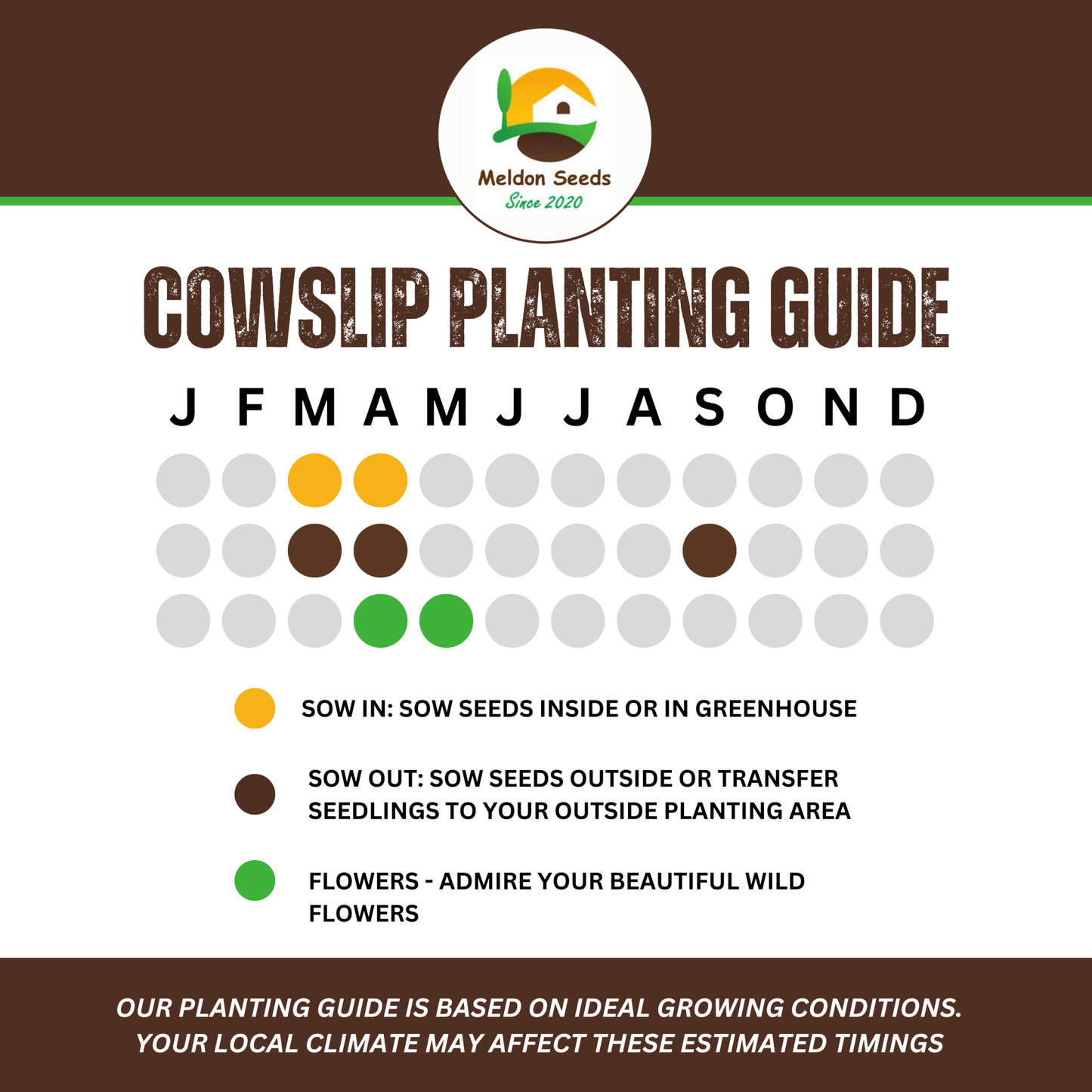 Cowslip Seeds - 100 Native UK Wild Flower Seeds for Attracting Birds, Bees, Wildlife, Pollinators, Suitable for Planting and Growing Outdoors in Meadows, Fields, Gardens and Borders by Meldon Seeds - Chartley Chucks