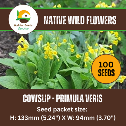Cowslip Seeds - 100 Native UK Wild Flower Seeds for Attracting Birds, Bees, Wildlife, Pollinators, Suitable for Planting and Growing Outdoors in Meadows, Fields, Gardens and Borders by Meldon Seeds - Chartley Chucks