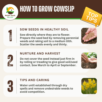 Cowslip Seeds - 100 Native UK Wild Flower Seeds for Attracting Birds, Bees, Wildlife, Pollinators, Suitable for Planting and Growing Outdoors in Meadows, Fields, Gardens and Borders by Meldon Seeds - Chartley Chucks