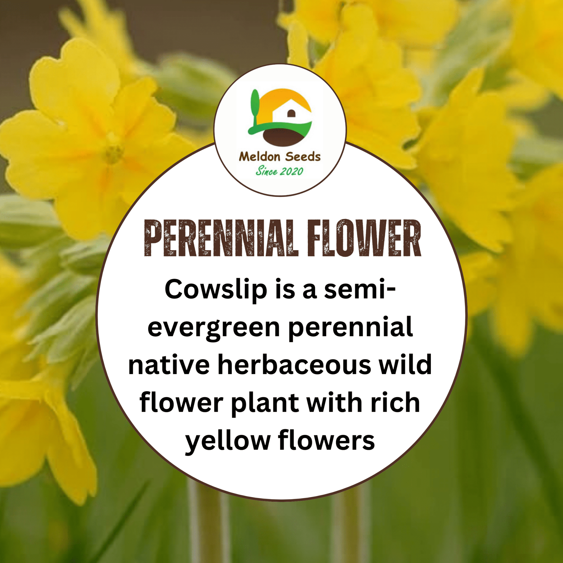 Cowslip Seeds - 100 Native UK Wild Flower Seeds for Attracting Birds, Bees, Wildlife, Pollinators, Suitable for Planting and Growing Outdoors in Meadows, Fields, Gardens and Borders by Meldon Seeds - Chartley Chucks