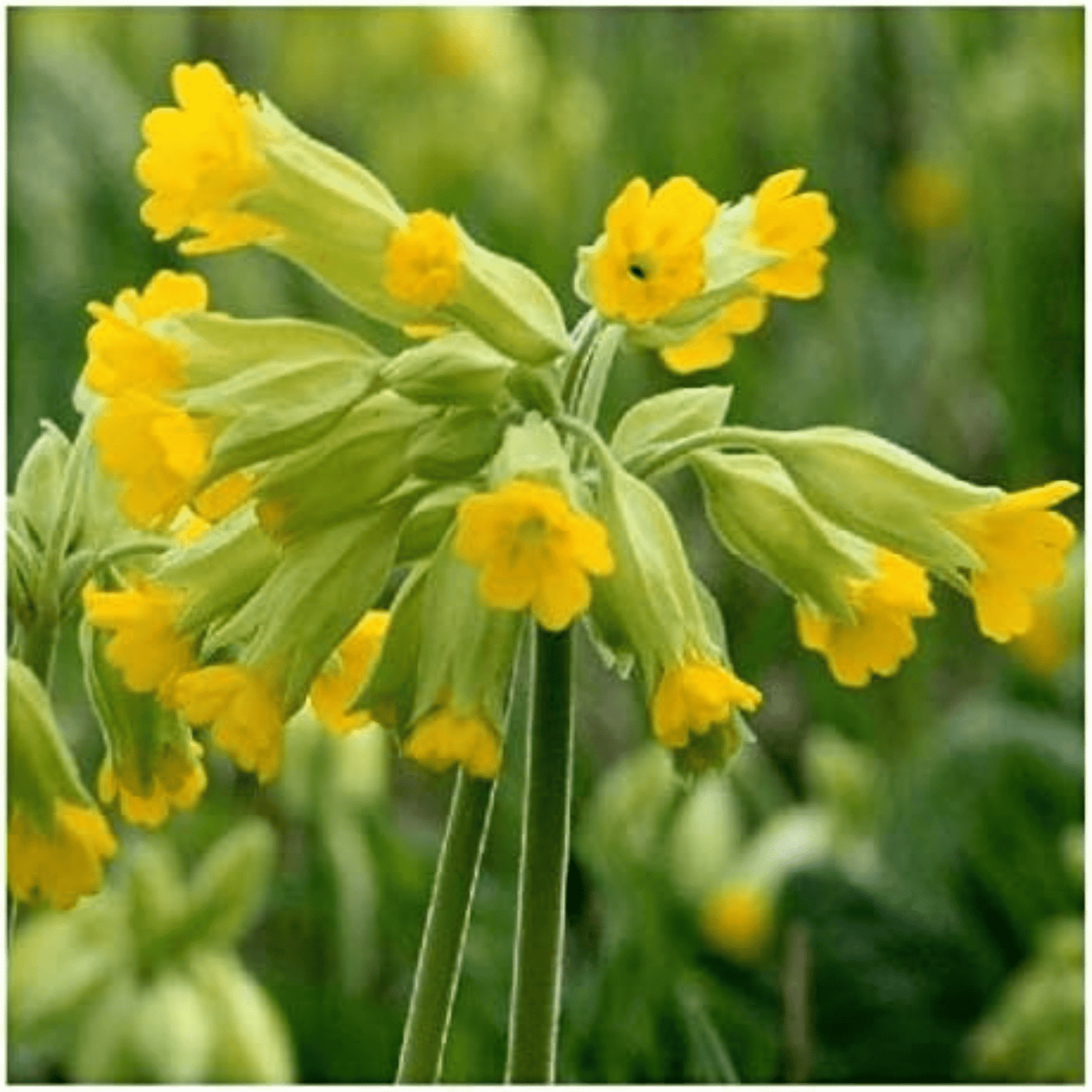 Cowslip Seeds - 100 Native UK Wild Flower Seeds for Attracting Birds, Bees, Wildlife, Pollinators, Suitable for Planting and Growing Outdoors in Meadows, Fields, Gardens and Borders by Meldon Seeds - Chartley Chucks