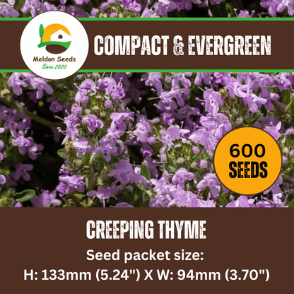 Creeping Thyme Seeds 450 Fresh Herb Seeds with Pink/Purple Flowers - Chartley Chucks