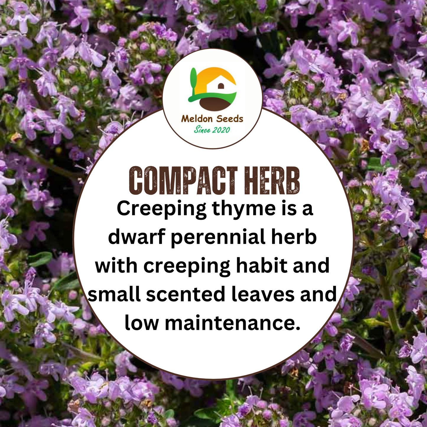 Creeping Thyme Seeds 450 Fresh Herb Seeds with Pink/Purple Flowers - Chartley Chucks