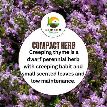 Creeping Thyme Seeds 450 Fresh Herb Seeds with Pink/Purple Flowers - Chartley Chucks