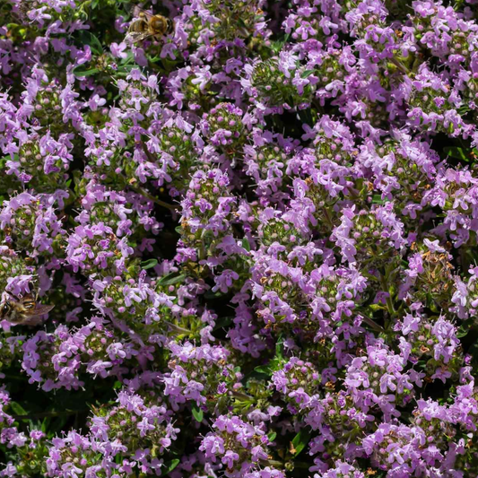 Creeping Thyme Seeds 450 Fresh Herb Seeds with Pink/Purple Flowers - Chartley Chucks