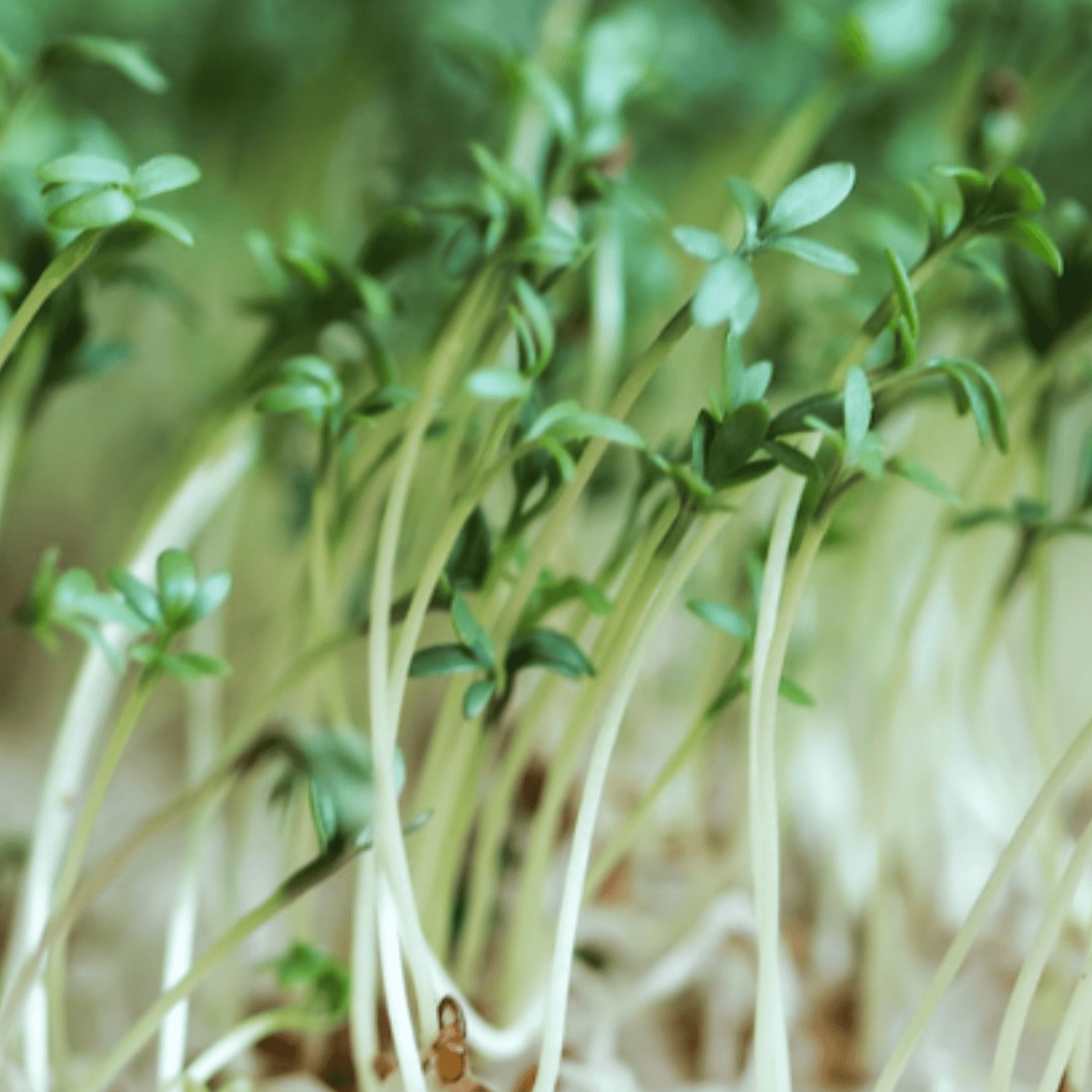 Cress Plain 2000 Seeds - Chartley Chucks