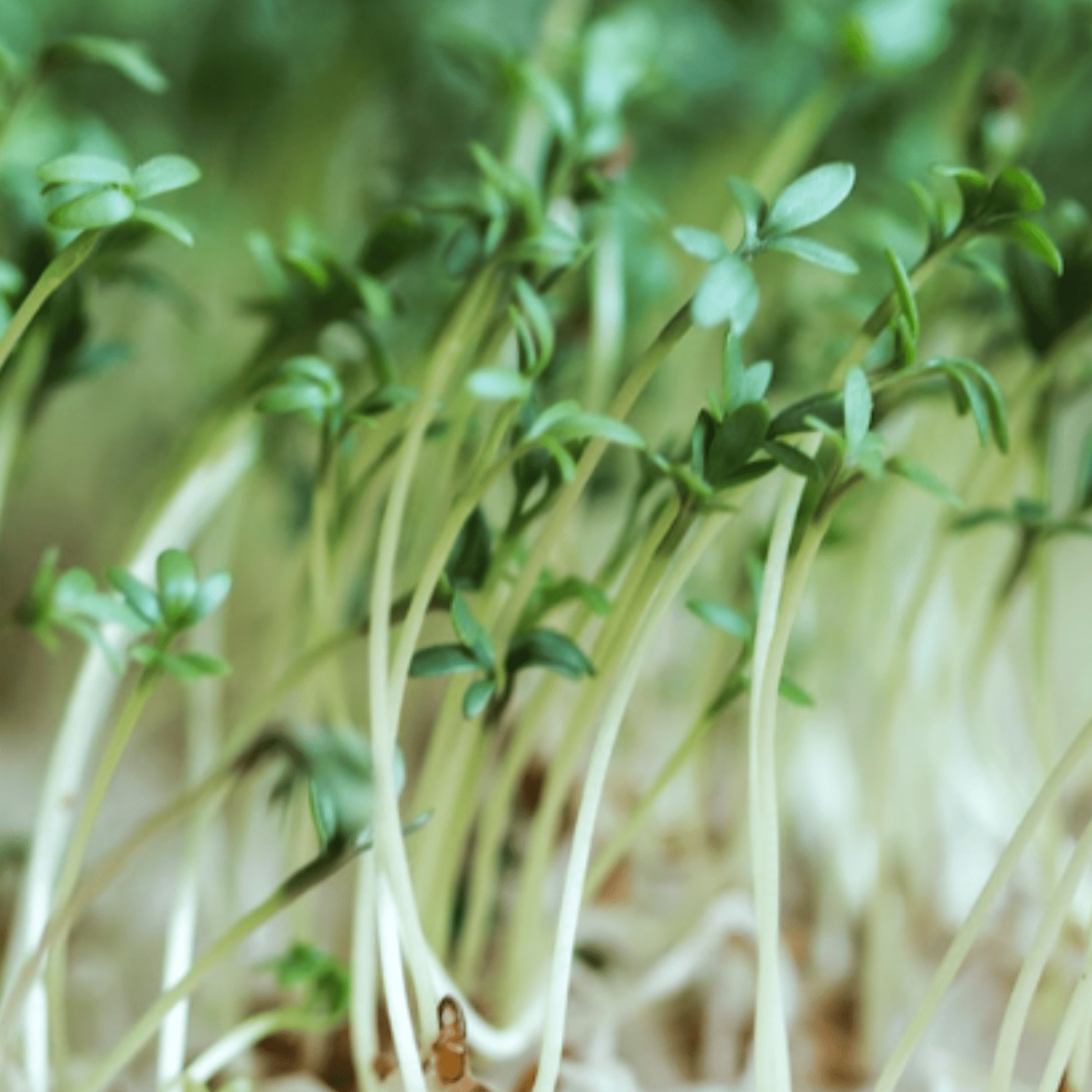 Cress Plain 2000 Seeds - Chartley Chucks