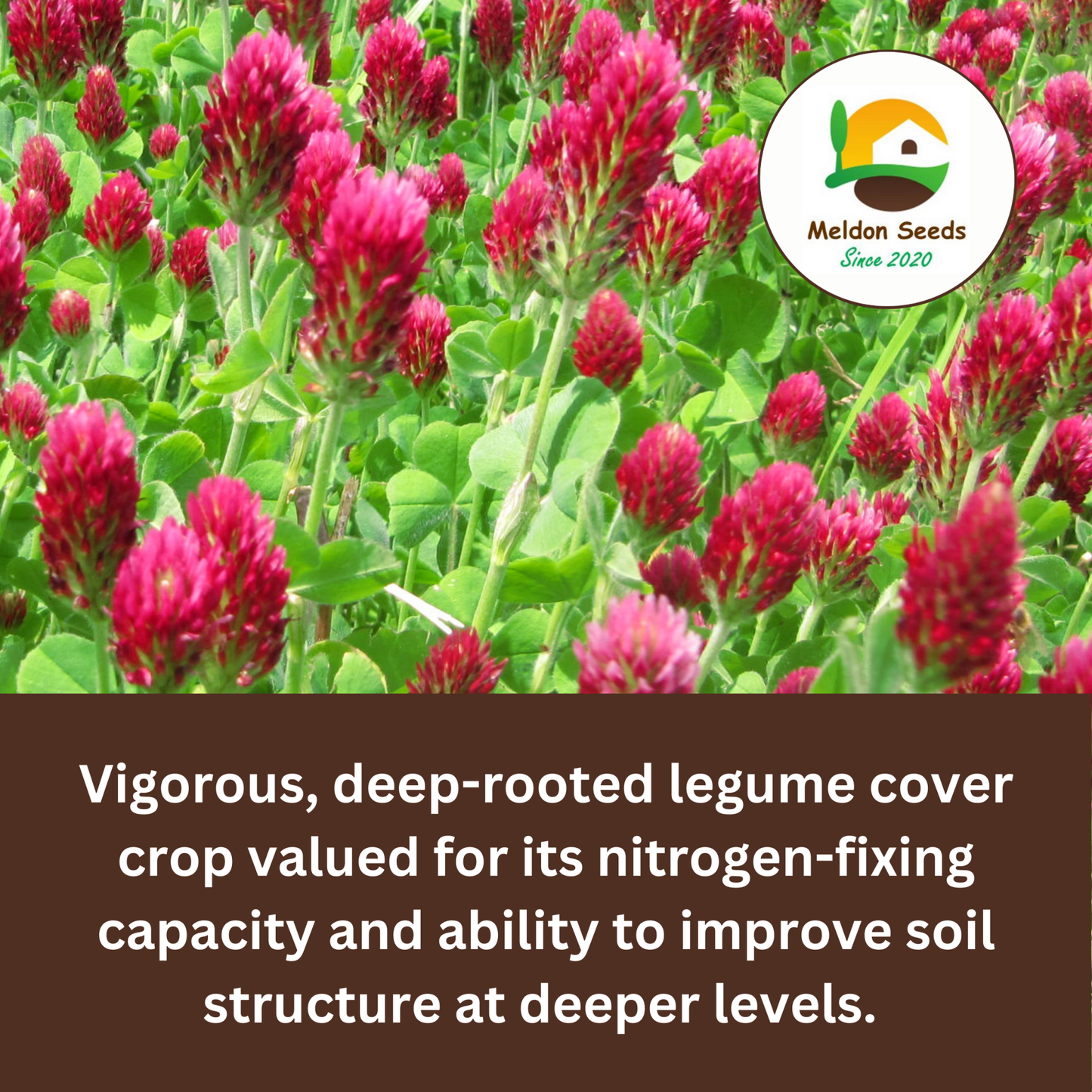 Crimson Clover Green Manure Seeds - 500g - Chartley Chucks