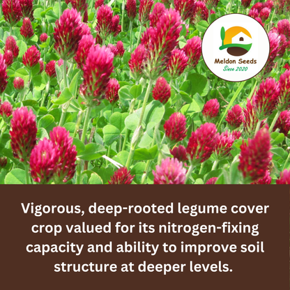 Crimson Clover Green Manure Seeds - 500g - Chartley Chucks