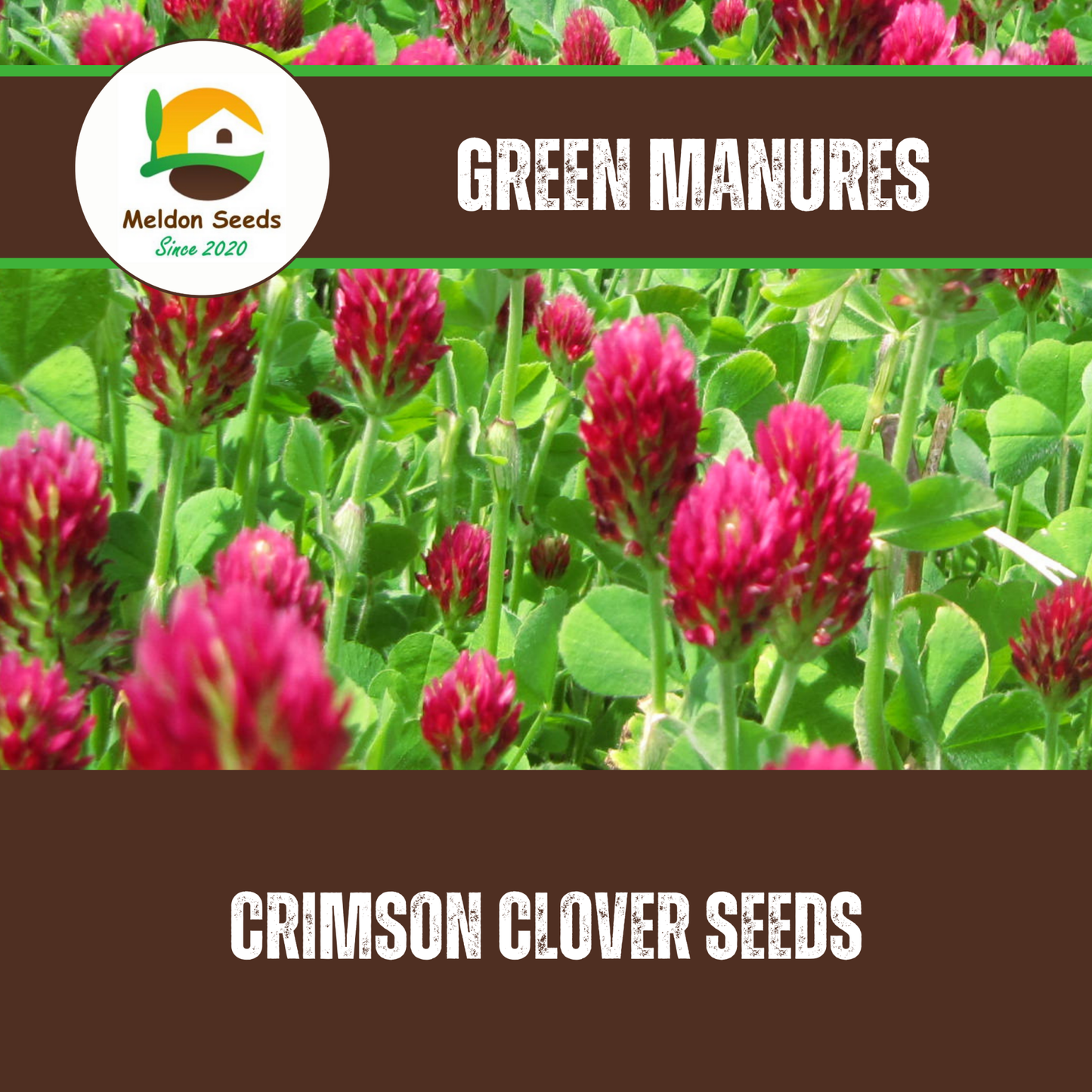 Crimson Clover Green Manure Seeds - 500g - Chartley Chucks